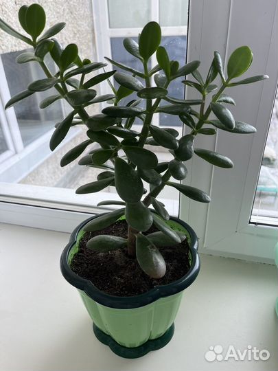 Денежное дерево