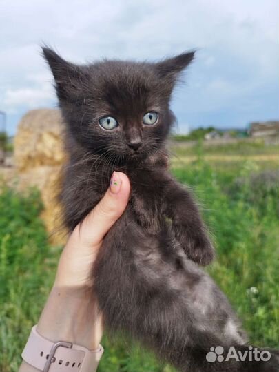 Кошка в дар бесплатно