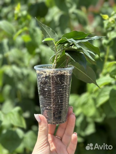 Фикус бенджамина