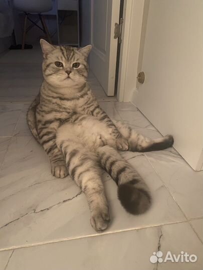 Шотландский кот вязка