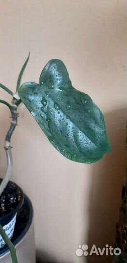 Излишки комнатных цветов