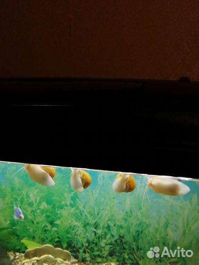 Улитки ампулярии