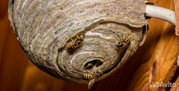 Уничтожения шершней ос муровев