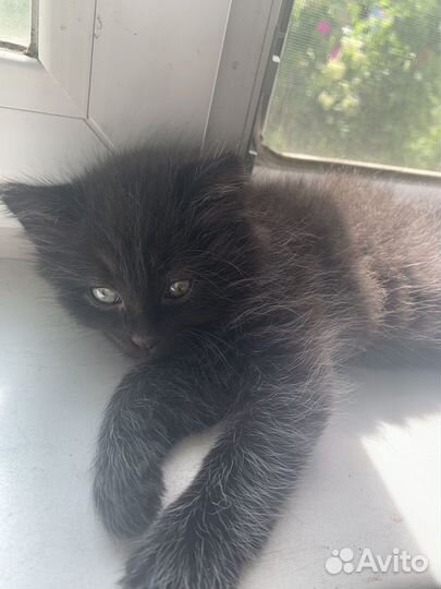 Котята сибирской кошки