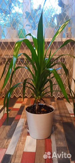 Винтовая пальма - панданус