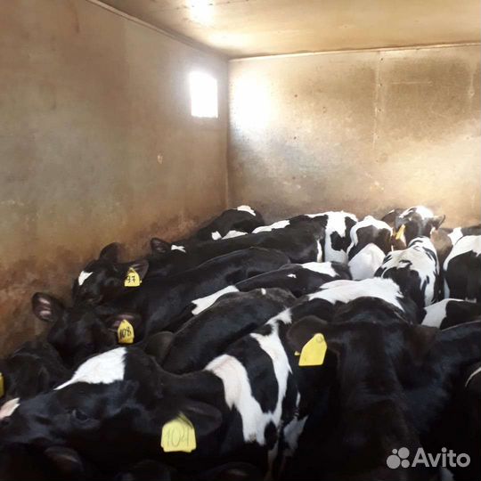 Телята бычки мясные