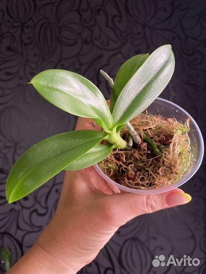 Фаленопсис Сказка