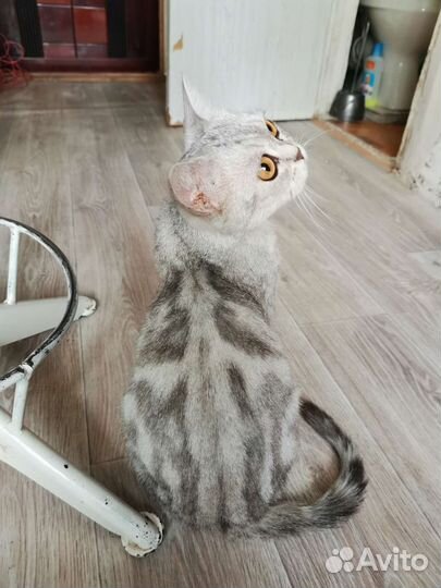 Кошка шотландская