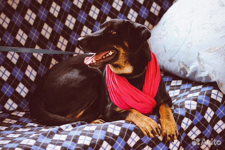 Великолепный метис босерона или добермана в дар