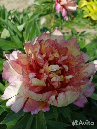 Пион Ито гибрид Хилари