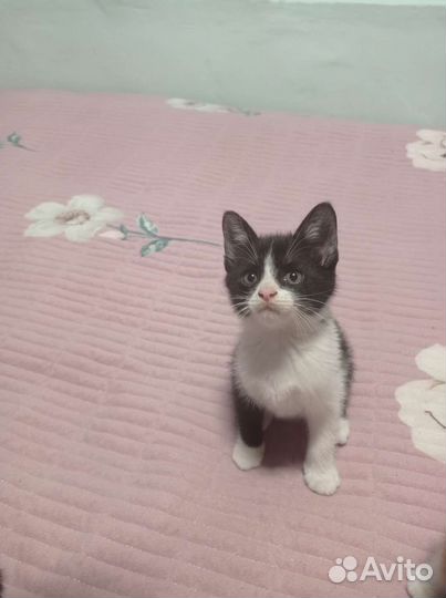 Кошка в дар