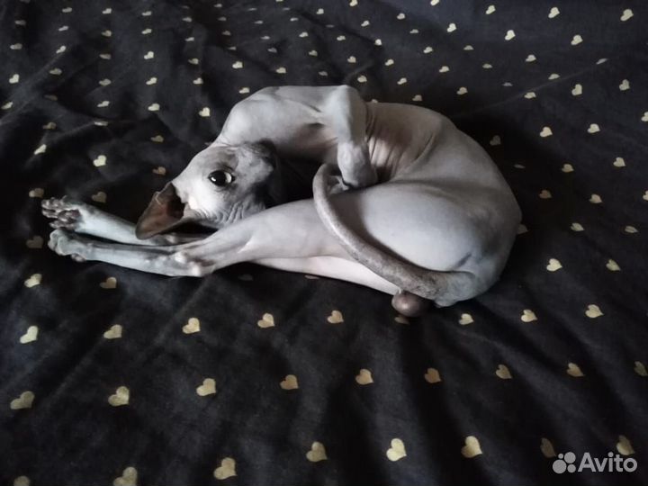 Кот