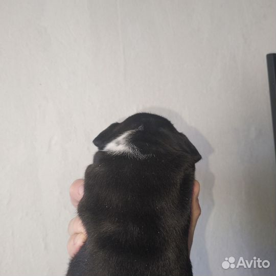 Щенки питбультерьера