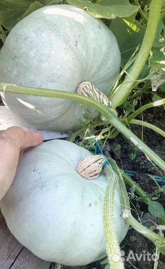 Тыква Голубая семена