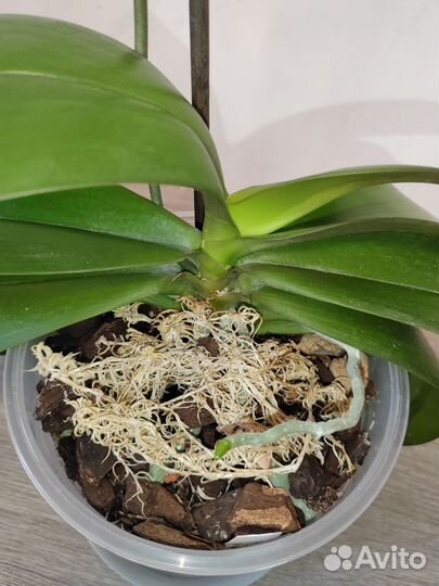 Phal. Golden staff