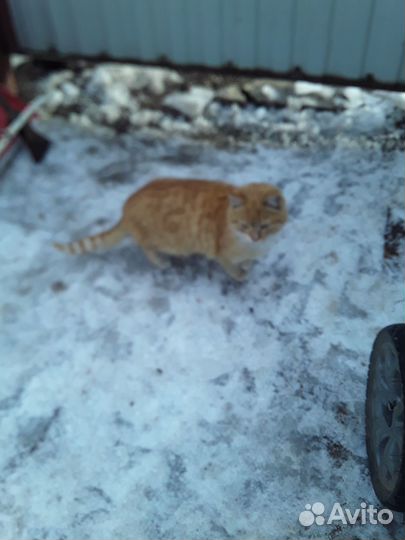 Кот без породы