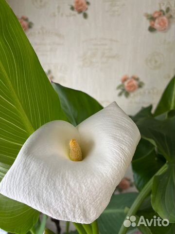 Белые каллы