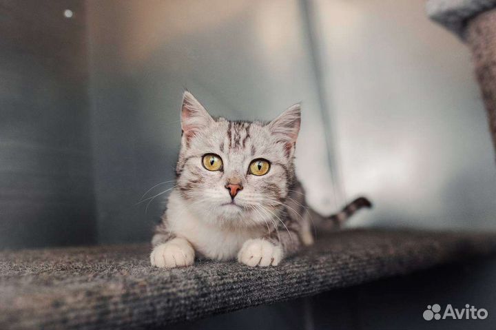 Миниатюрная Тибби в поисках мампап