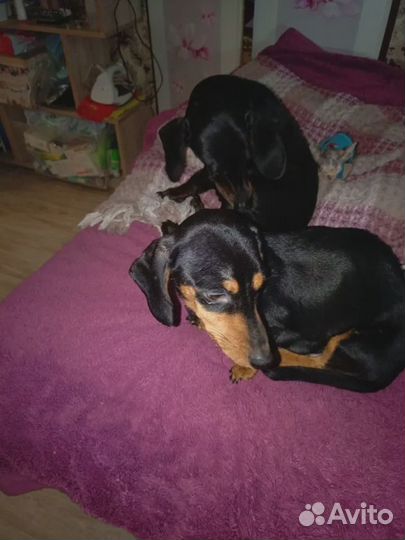 Щенок карликовой таксы