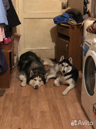 Ратолог Специалист по грызунам, выезд