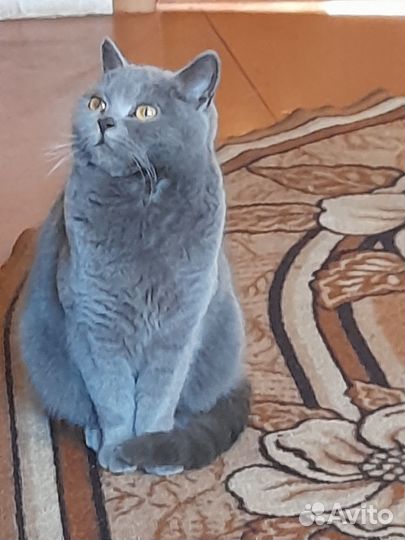 Британская