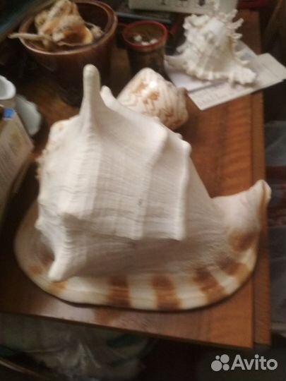 Океанская ракушка