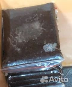 Артемия и мотыль замороженные