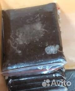 Артемия и мотыль замороженные