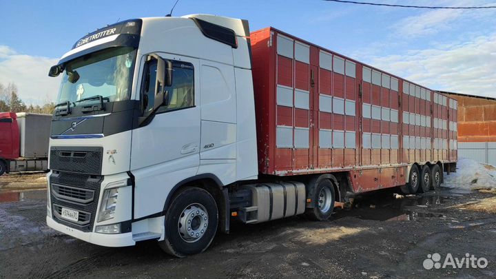 Скотовоз, перевозка скота