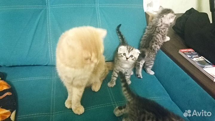 Шотландская вислоухая