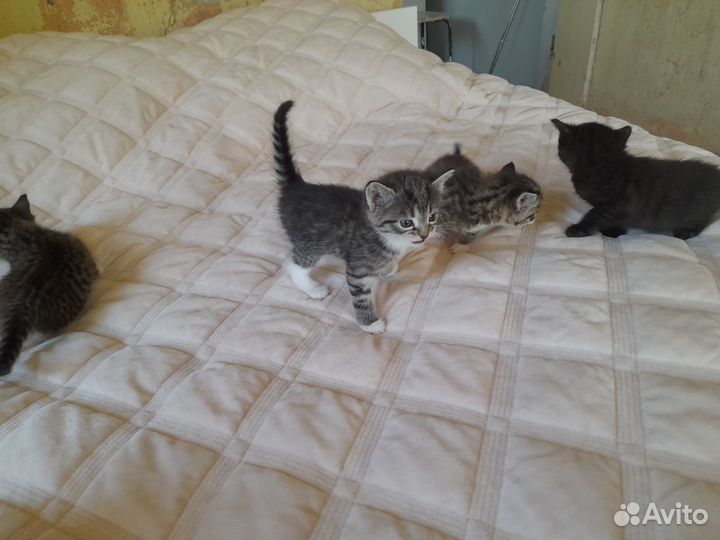 Котята в добрые руки бесплатно