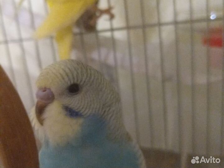 Птенцы волнистый попугай