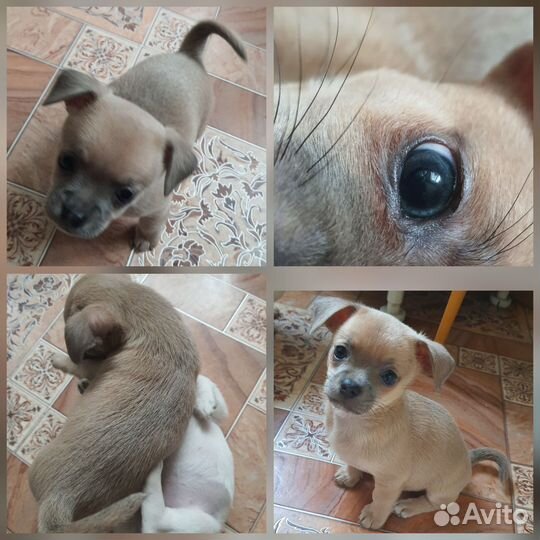 Щенки чихуахуа