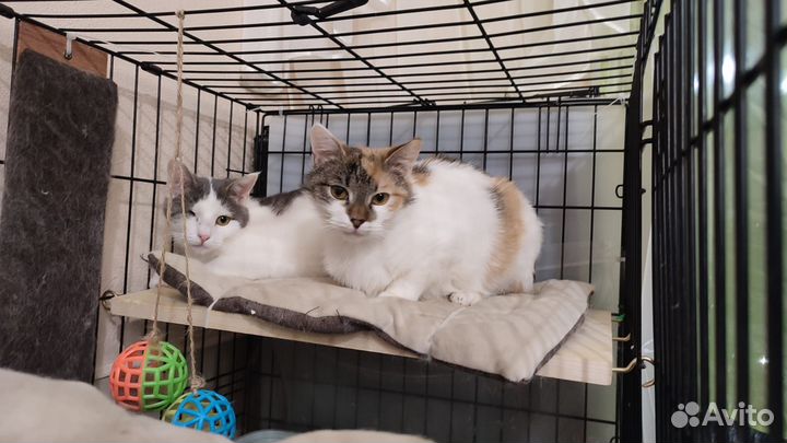 Котик ищет дом