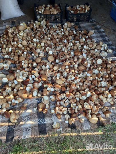 Белый гриб сушеный (боровик)