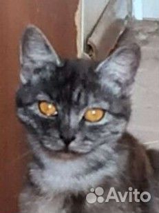 Кошечка черный мрамор 6 мес