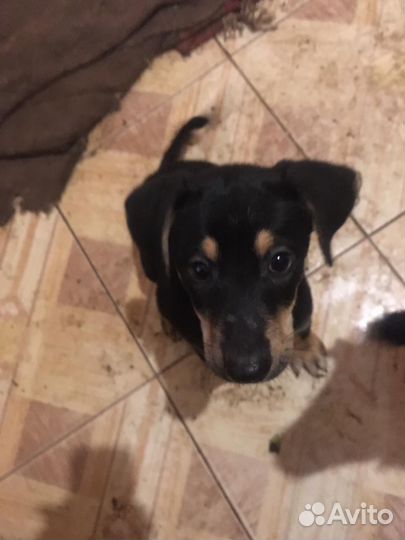 Собака в добрые руки щенок-метис, 2мес., девочки