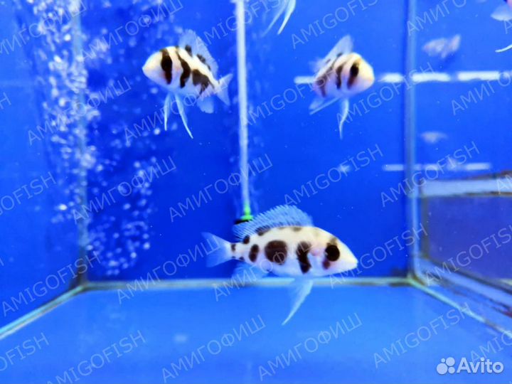 Цифотиляпия Фронтоза Черная Вдова Cyphotilapia Fr