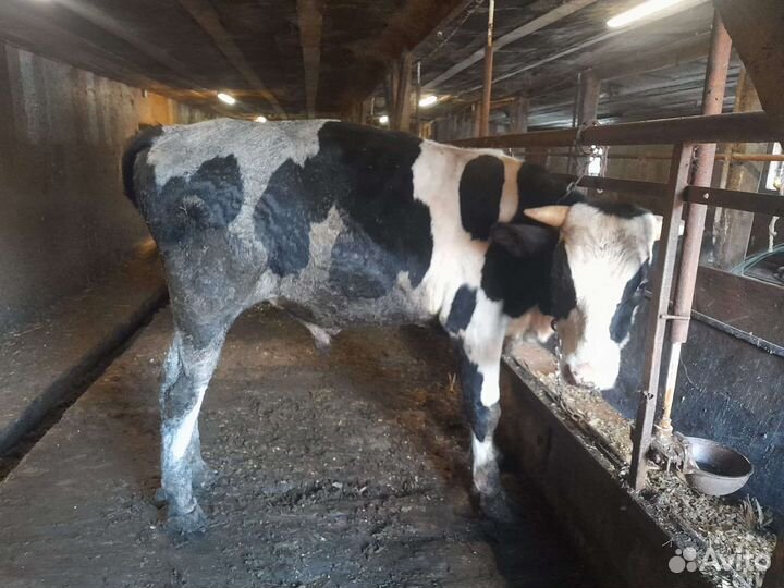 Бычки и быки