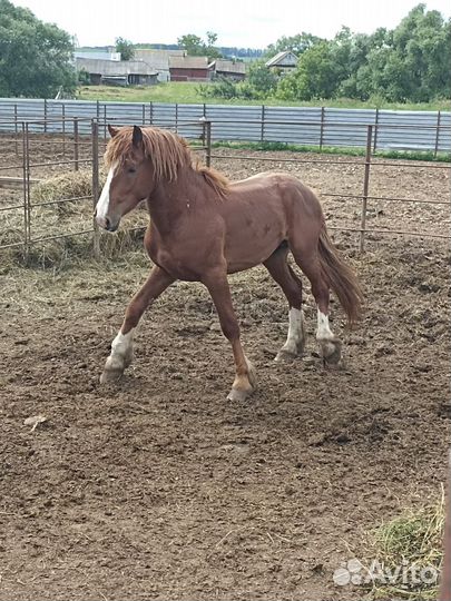 Жеребец тяжеловоз