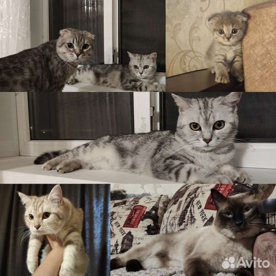 Передержка животных