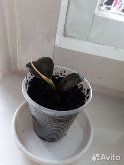 Фикус эластика мелани