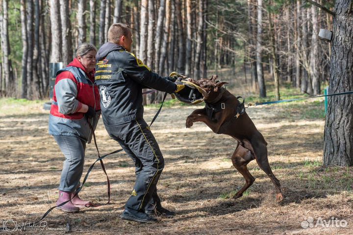 Щенки добермана