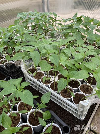 Рассада томаты, перцы, баклажаны, огурцы