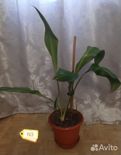 Эухарис амазонская лилия