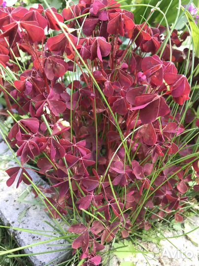 Кислица(оксалис)фиолетовая