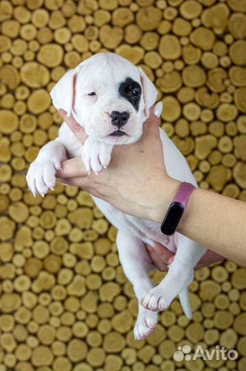 Аргентинский дог