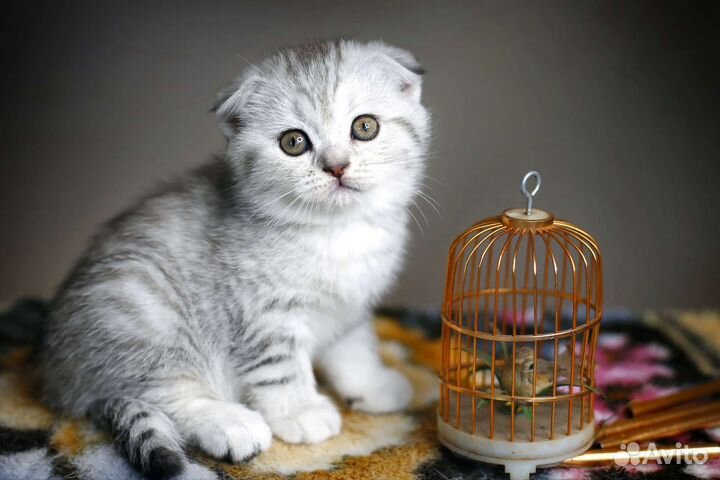 Котенок вислоухая девочка