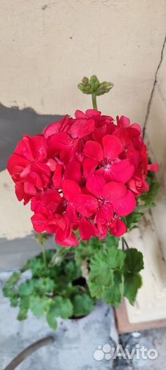 Пеларгония герань