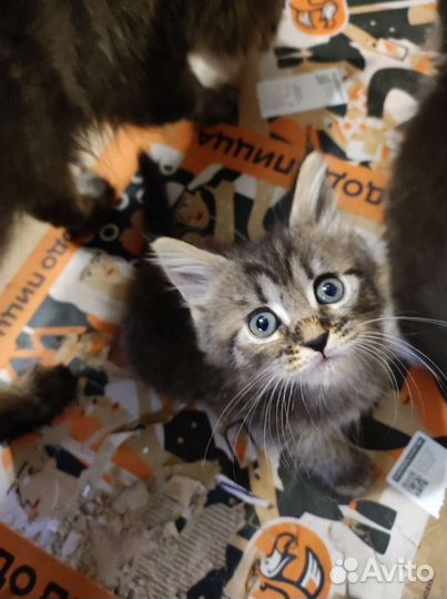 Метис Мейн-куна и Невской маскарадной кошки